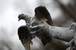 Foto: Taube Taube