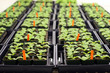 Young tobacco plants in greenhouse