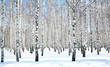 April blue sky in beautiful birch grove April blue sky in beautiful birch grove