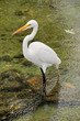 great egret 1