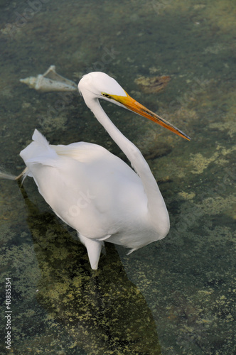 Photo: great egret great egret