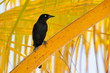 Greater Antillean Grackle 2