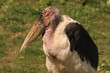 Marabu Porträt