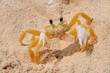 sand crab 3