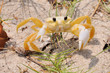 sand crab 2