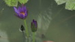 lotus flower time lapse
