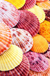 Scallops.