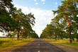 Photo: old road in the middle of an pine park old road in the middle of an pine park