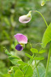 pea flower