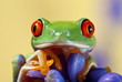 agalychnis