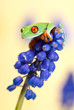 agalychnis