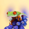 agalychnis