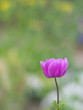 Purple flower