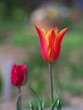 Red tulips