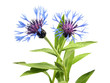 cornflower - centaurea montana