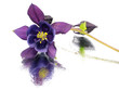 blue columbine - aquilegia flowers