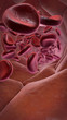 Blutbahn mit Erythrozyten (rote Blutkörperchen)