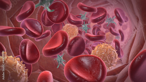 Illustration: Blutbahn mit Erythrozyten, Thrombozyten und Leukozyten Blutbahn mit Erythrozyten, Thrombozyten und Leukozyten