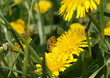 Photo: Honigbienen im Anflug Honigbienen im Anflug