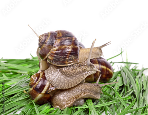 Photo: Garden snail (Helix aspersa) Snails source of protein Garden snail (Helix aspersa) Snails source of protein