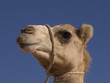 Kamel