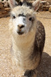 Alpaca Alpaca