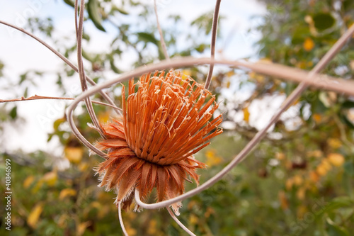 Photo: Dried Protea hanging in a garden Dried Protea hanging in a garden