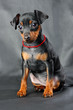 Miniature Pinscher Puppy