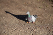 Pigeon