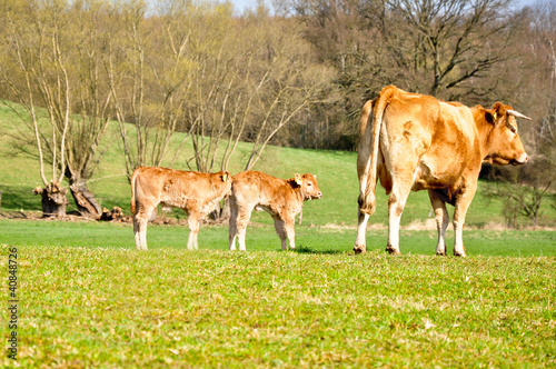 Foto: Kälber zwillinge Kälber zwillinge