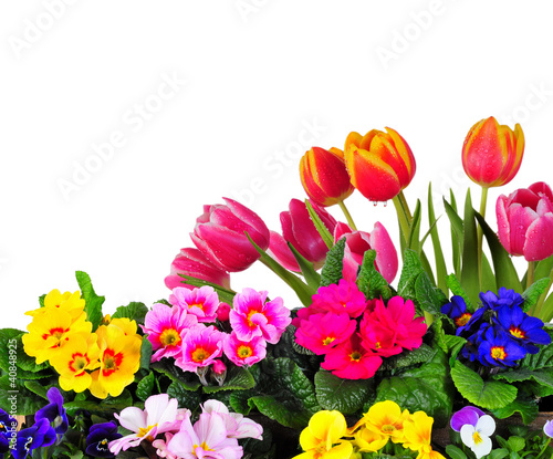 Photo: Frühling Garten Blumen Hintergrund Frühling Garten Blumen Hintergrund