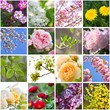 Garten im Frühling