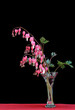 Bleeding Heart in vase with a black background and copy space.