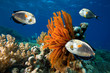 Underwater life