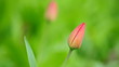buds of tulips