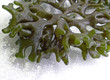 Seaweed of Hawaii