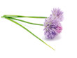 Flowers of chives