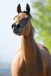 Bay Arabian horse runs gallop in front view Bay Arabian horse runs gallop in front view