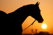 silhouette of Arabian horse and sunrise silhouette of Arabian horse and sunrise
