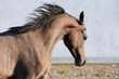 Young Arabian horse runs gallop, close up portrait Young Arabian horse runs gallop, close up portrait