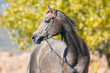 Arabian grey horse portrait in summer Arabian grey horse portrait in summer