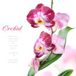 Purple orchid