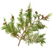 Foto: Cedar Leaves Cedar Leaves