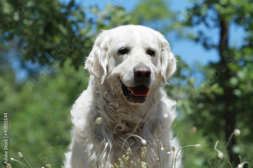 Photo: portrait du golden retriever portrait du golden retriever