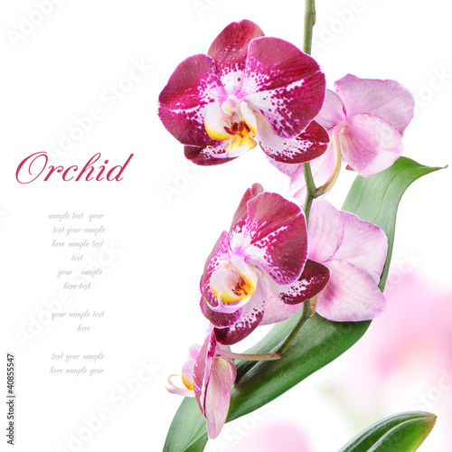 Photo: Purple orchid Purple orchid