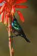 Palestine Sunbird (Nectarinia osea) male on aloe vera