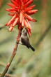 Palestine Sunbird (Nectarinia osea) female on aloe vera