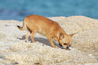 chihuahua reniflant des excréments