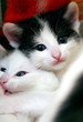 Two funny kittens in game Two funny kittens in game