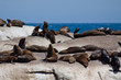 Sea lions on rocky island